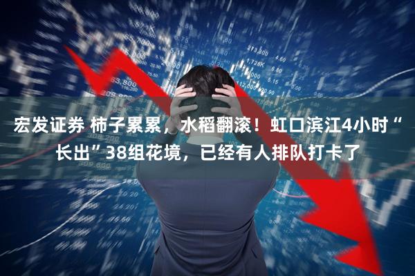 宏发证券 柿子累累,水稻翻滚!虹口滨江4小时“长出”38组花境,已经有人排队打卡了